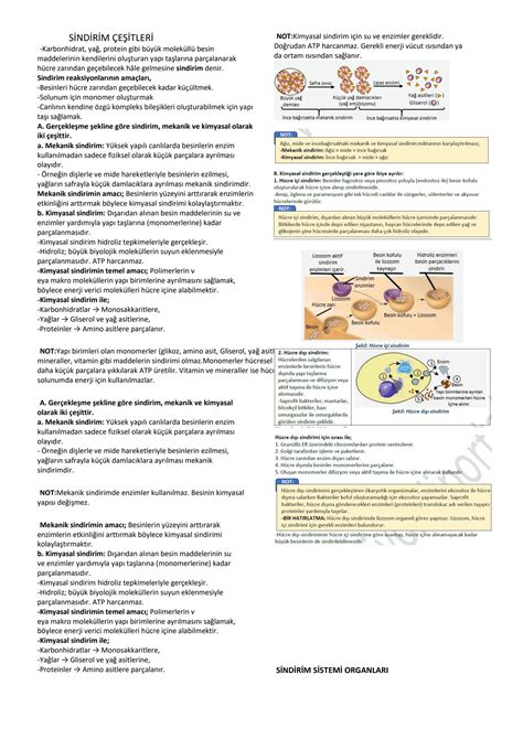 Solution Sinif Biyoloji Sindirim Sistemi Ders Notu Studypool