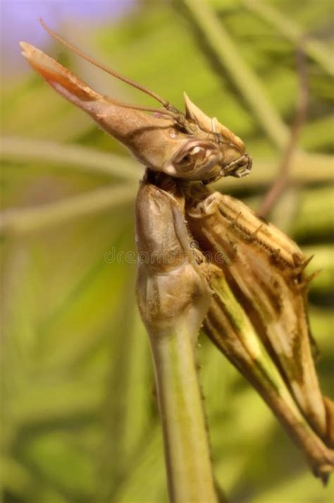 Praying Mantis Praying Stock Image Image Of Prayer Camouflage