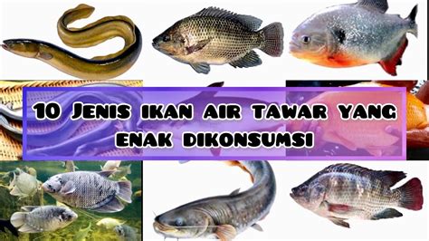 10 Jenis Ikan Air Tawar Yang Dapat Dikonsumsi Untuk Hidangan Lezat