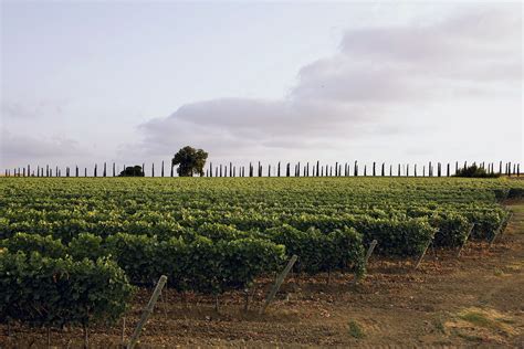 Beautiful Vineyards in Tuscany - CDV Morellino di Scansano