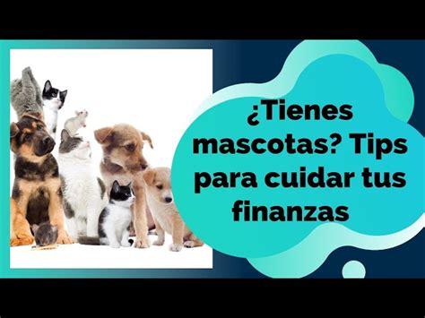 Curp Para Mascotas Qu Es Y C Mo Tramitarlo Gratis