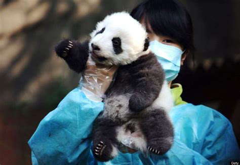 Baby Pandas China: 14 New Babies On Display At Breeding Base | HuffPost ...