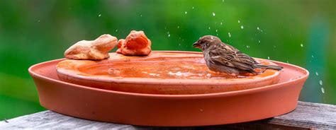 Où placer un abreuvoir à oiseaux