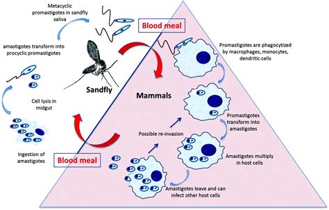 Leishmania Donovani Life Cycle