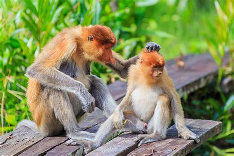 10 Interesting Facts About Proboscis Monkeys - A-Z Animals