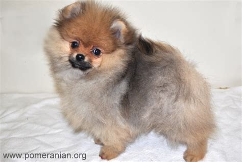 Pomeranian Puppy Care