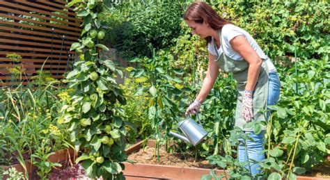 On a trouvé l engrais naturel idéal pour faire pousser les plantes en