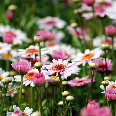 248 Flowers in Spanish - A Blossoming Cultural & Vocab Guide