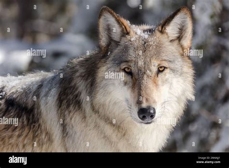 Wolf Portrait Is Taken From A Vehicle In A Pullout A Gray Wolf Looking