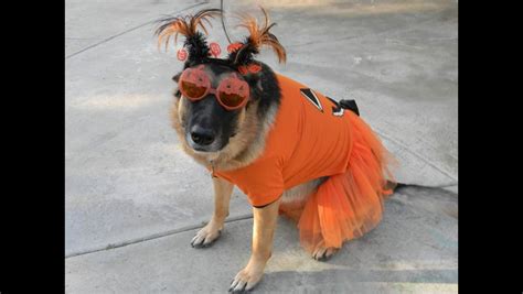 Halloween-German Shepherd