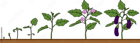 Life Cycle Of Eggplant Growth Stages From Seeding To Flowering And