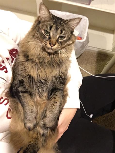 Every time my mom leaves my cat always comes and cries to me until I