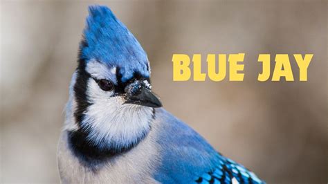 Blue Jay Singing Sound Of Blue Jay Blue Jay Sound Blue Jay Bird