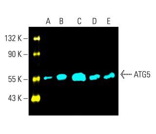 Apg Atg Antibody C Western Blotting Image