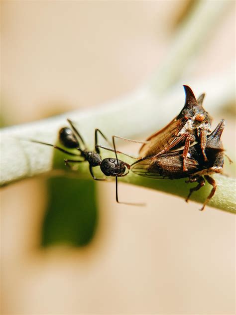 Close-up Photography of Ant · Free Stock Photo