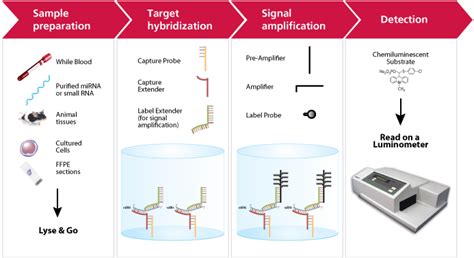 Quantigene Mirna Singleplex Assay How It Works Thermo Fisher