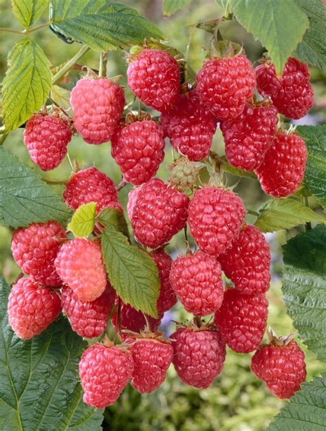 Herbsthimbeere Autumn Bliss Blissy Rubus Idaeus Autumn Bliss