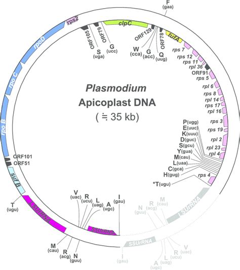 Schematic Representation Of The Plasmodium Apicoplast Geneme Genes On Download Scientific