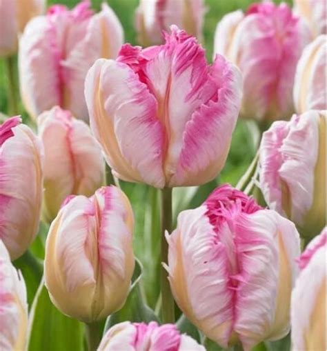 Amazon 10 Pink Silver Parrot Tulip Bulbs For Planting Easy To