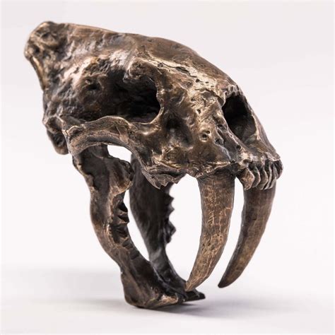 Saber Tooth Tiger Skull | Sandra Bérubé