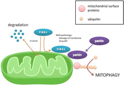 Pharmacological Agents Affecting Mitophagy And Inflammation