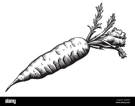 Carrots Sketch Drawn In Doodle Style Illustration Stock Vector Image