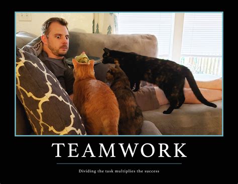 Teamwork Cat Meme