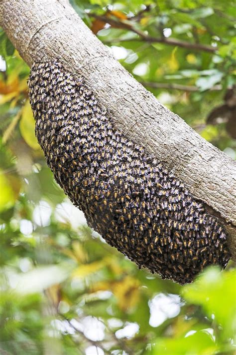 Wild Bees Hive On The Tree Stock Image Image Of Nature 82482305