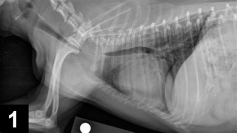 Collapsed Trachea In Dogs Treatment - PetsWall