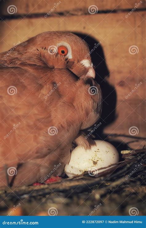 Ovos Para Incubação Pombo Ovos Para Incubação No Ninho Pombo Ovo