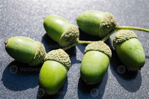 Acorns from an Oak Tree 3054479 Stock Photo at Vecteezy