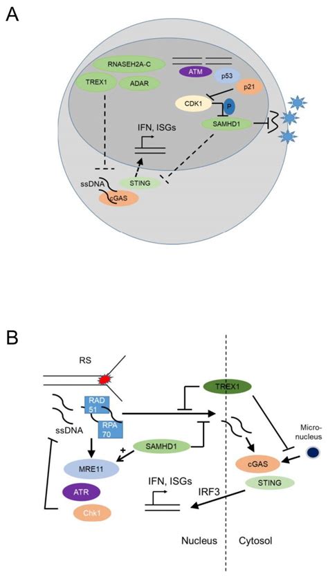 Back To Article Genotoxic Stress Signalling As A Driver Of Macrophage