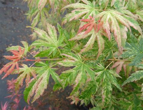 Acer Palmatum Cosmos Variegated Japanese Maple Kigi Nursery