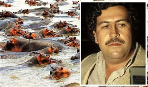 Pablo Escobar 'cocaine hippos' wreaking havoc - US rules animals are ...