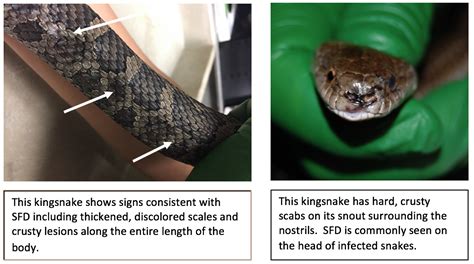 What Is Snake Fungal Disease Wildlife Epidemiology Laboratory