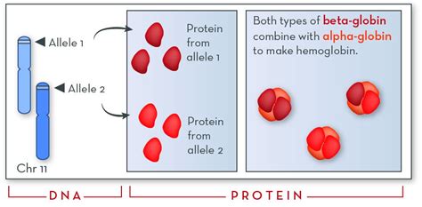 Hemoglobin Disorders