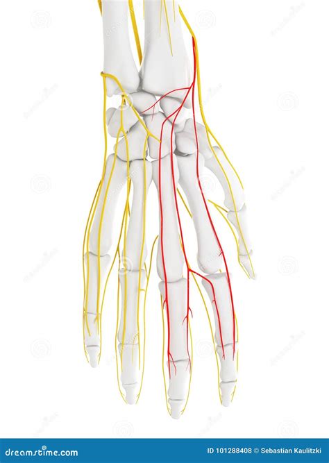 The Dorsal Digital Branches Radial Nerve Stock Illustration