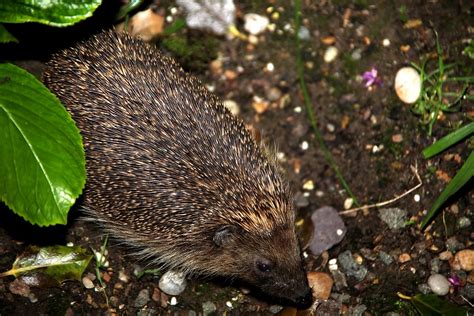 Hedgehog My Garden Hedgehogs Jo Garbutt Flickr