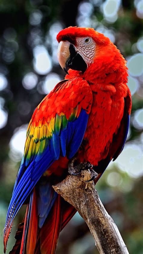 Pin by Pinhunter on Animals | Pet birds, Parrot, Animals beautiful