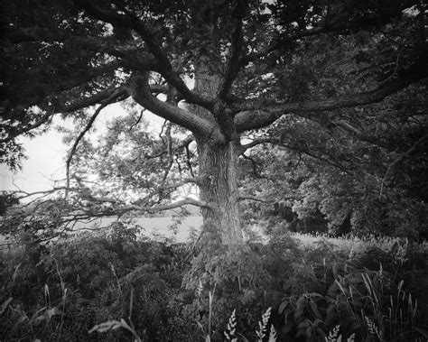 Under A Tree Underneath The Spreading Branches Of A Tree O Flickr