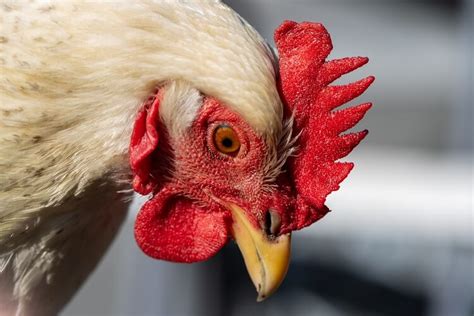 Delaware Chicken All You Need To Know: Temperament and Egg Laying ...