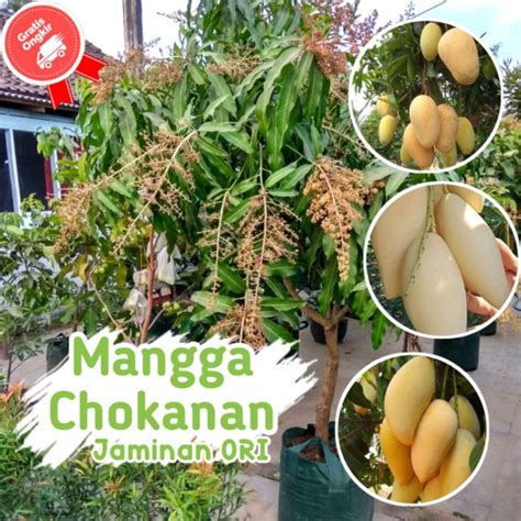 Jual Bibit Tanaman Mangga Chokanan Import Cepat Sekali BerBuah Shopee