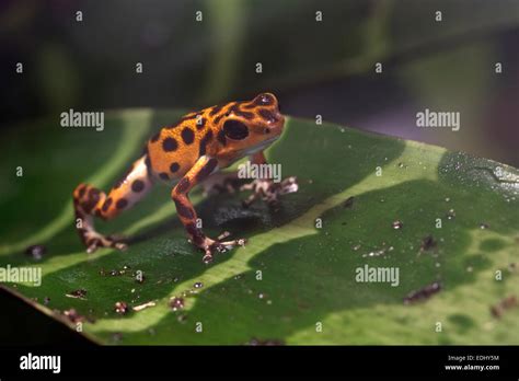 Strawberry Poison-dart frog Stock Photo - Alamy