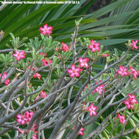 Graines Rose Du D Sert Lis Des Impalas Adenium Obesum