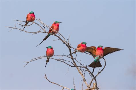 Botswana S Best Bird Safaris And When To Go The African Wild