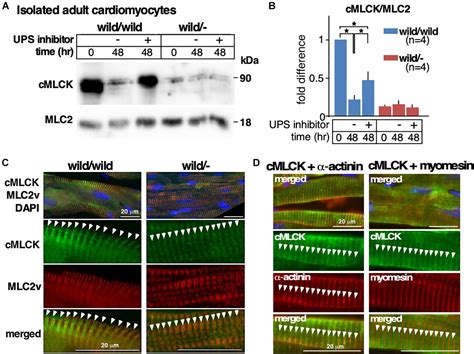 Frontiers Heterozygous Mylk3 Knockout Mice Partially Recapitulate