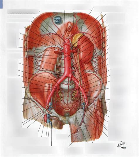 Netter Posterior Abdominal Arteries Diagram Quizlet