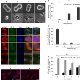 Cytokinetic Abscission In The Absence Of Midbody Proteins Depends On