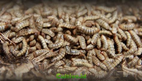 Cara Budidaya Maggot Skala Kecil Dengan Limbah Sayuran Cultivo