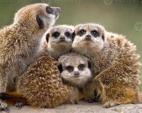 Meerkat Family